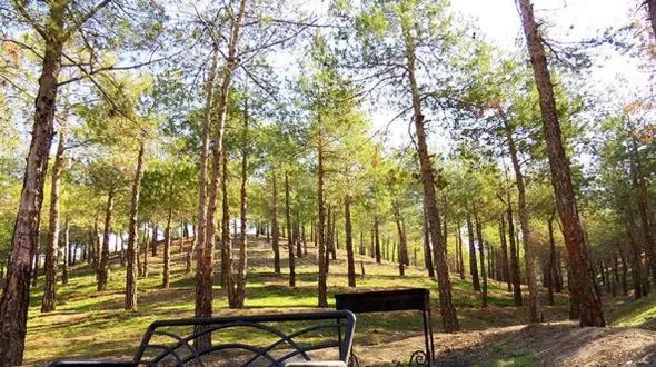 تشکیل کارگروه جدید برای نظارت بر پارک‌های جنگلی تهران؛ ماجرای بریدن عمدی درختان