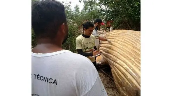 کشف گونه ای نادر از نهنگ گوژپشت در جنگل آمازون!+عکس