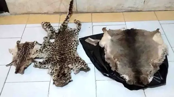 بازداشت شکارچی پلنگ و مرال در رودبار / لاشه و پوست پلنگ کشف شد + عکس
