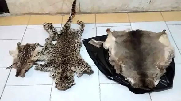 بازداشت شکارچی پلنگ و مرال در رودبار / لاشه و پوست پلنگ کشف شد + عکس