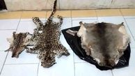 بازداشت شکارچی پلنگ و مرال در رودبار / لاشه و پوست پلنگ کشف شد + عکس