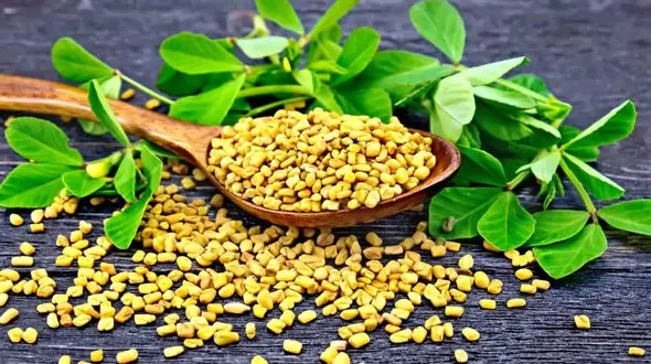 درمان قند خون و فشار خون و چربی خون فقط با یک گیاه 