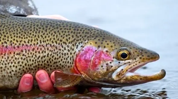 نرخ جدید انواع ماهی در بازار اعلام شد