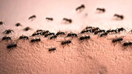 چطور از شر مورچه ها در خانه نجات یابیم؟