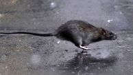 موش‌های گرسنه خطر روزهای کرونایی