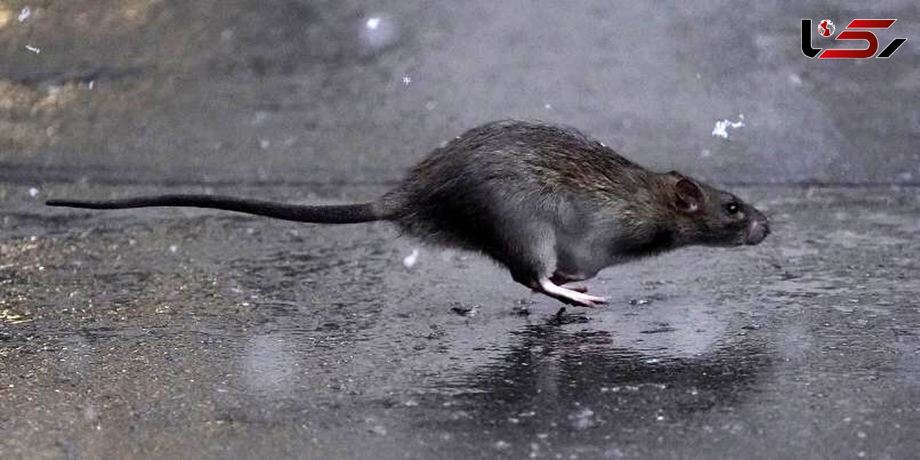 موش‌های گرسنه خطر روزهای کرونایی