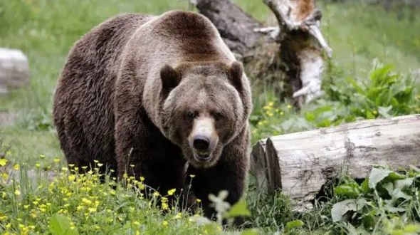 حمله خرس خاکستری به یک زوج در پارک ملی کانادا