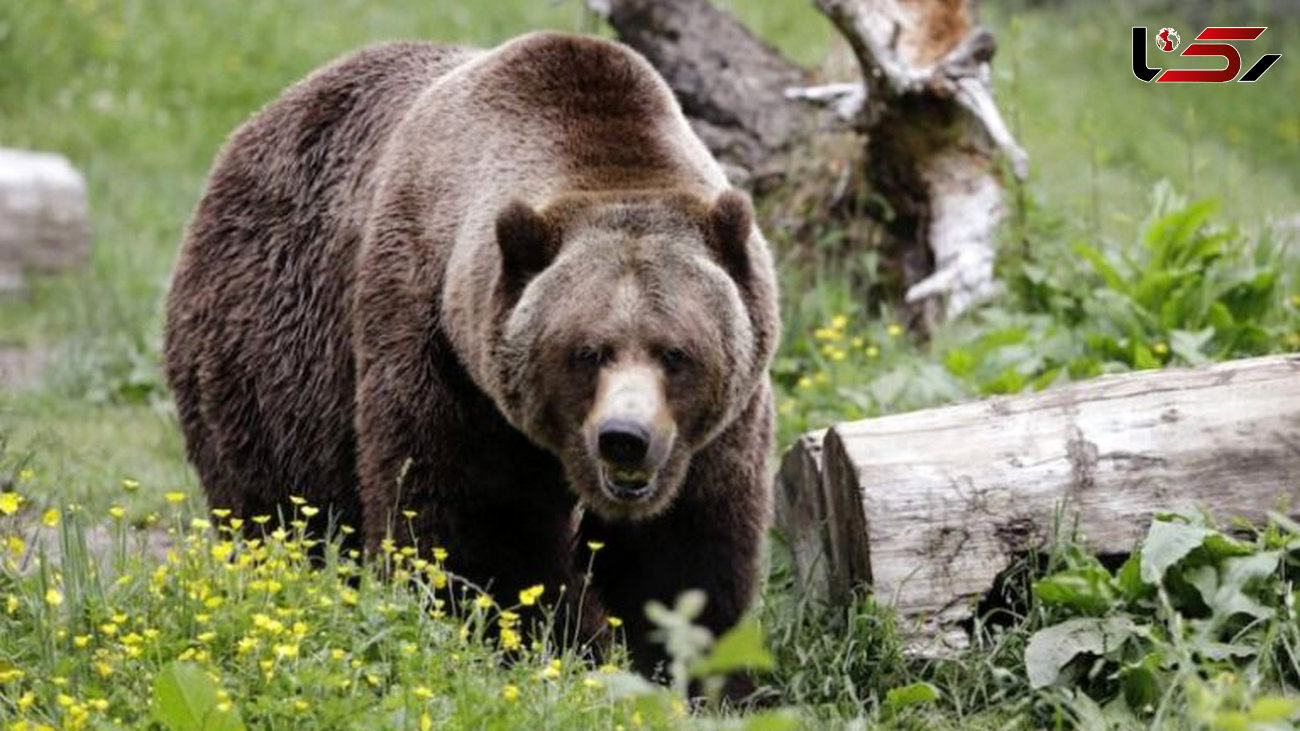 حمله خرس خاکستری به یک زوج در پارک ملی کانادا