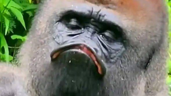 از کاسواری عصبانی تا خواب عمیق میمون