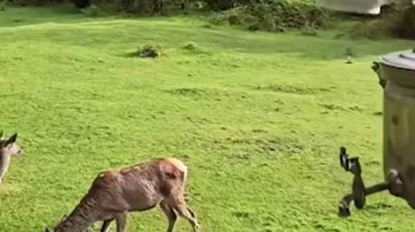 کمی زیبایی ببینیم...