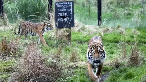 ببر باغ وحش لندن در دعوا با ببر مهمان کشته شد