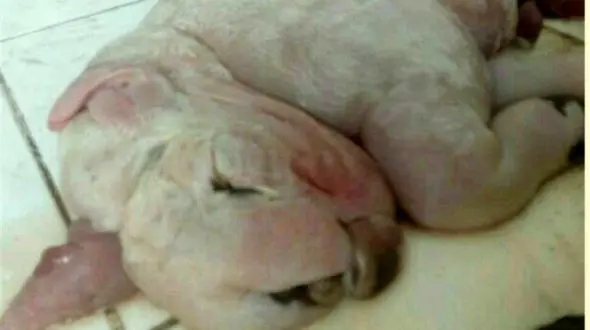  یک گوسفند عجیب الخلقه در زیرکوه متولد شد  +عکس