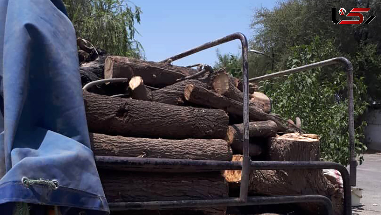 بازداشت قاچاقچیان درختان جنگلی در دزفول 