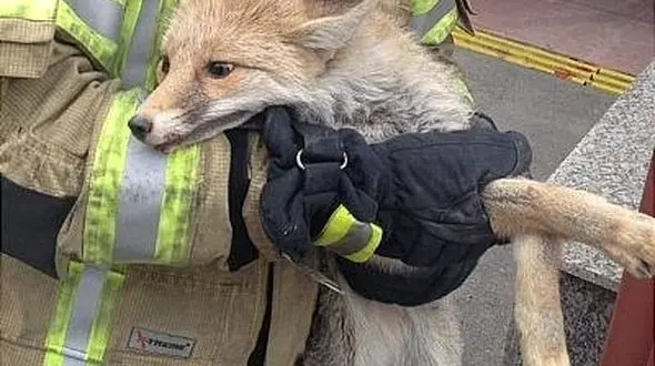 نجات روباه بازیگوش از طبقه دوم یک ساختمان در تجریش + تصاویر