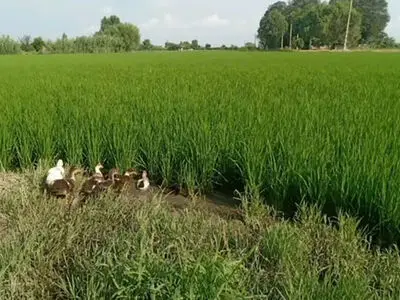 اردک‌ ها به کمک شالیکاران آمدند؛ تجربه‌ ای نو برای تولید برنج سالم در جویبار