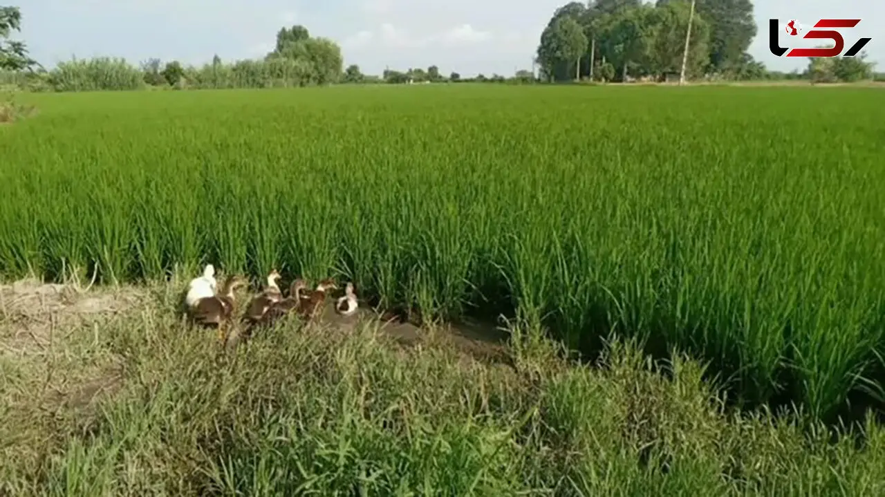 اردک‌ ها به کمک شالیکاران آمدند؛ تجربه‌ ای نو برای تولید برنج سالم در جویبار