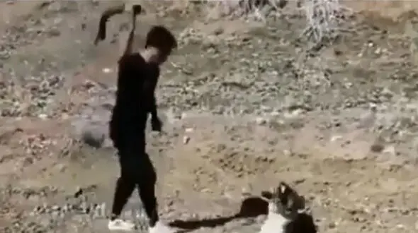 بازداشت مرد حیوان آزار در انزلی / به 7 مورد اعتراف کرد