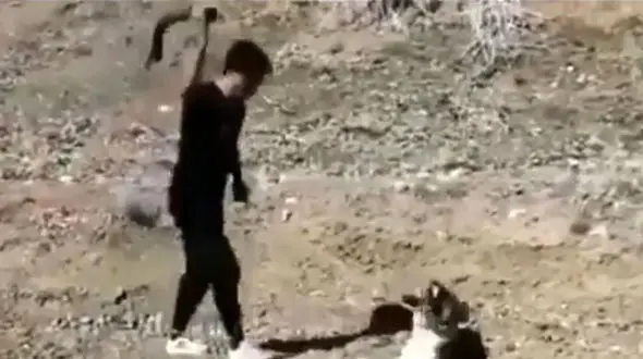 بازداشت مرد حیوان آزار در انزلی / به 7 مورد اعتراف کرد