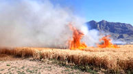 آتش سوزی در مزارع گندم منطقه بدرآباد خرم‌آباد 