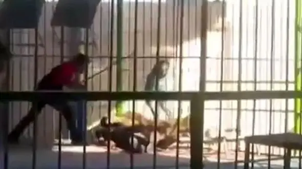 شیر مربی سیرک را در مقابل چشم تماشاچیان تیکه پاره کرد+ فیلم لحظه حادثه