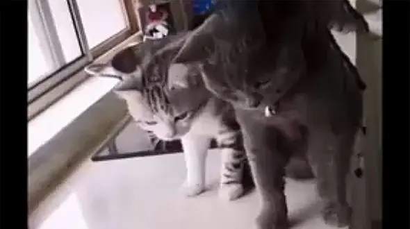  ببینید / حمله یک ماهی جسور به گربه‌های گرسنه / فرار از صحنه جرم!+ فیلم حیرت آور