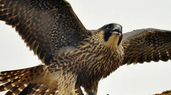 از خرس قطبی در حال نوازش سگ نگهبان تا صدای جالب کوالا