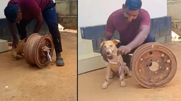 فیلم نجات سگ از حفره ی چرخ 