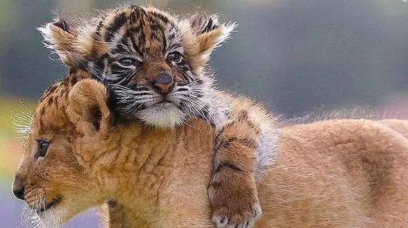 اولین درس بقا؛ توله یوزها در تمرین شکار + فیلم