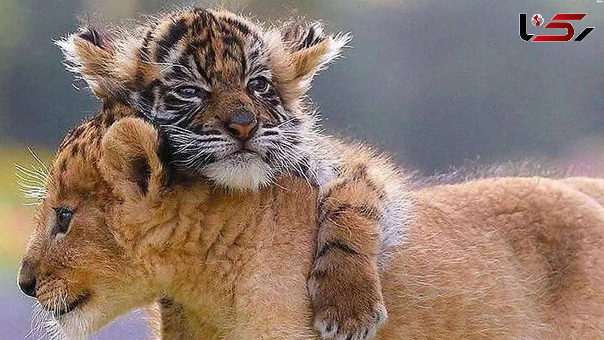 اولین درس بقا؛ توله یوزها در تمرین شکار + فیلم