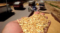 احتکار 30 هزار کیلو گندم در بویین میاندشت