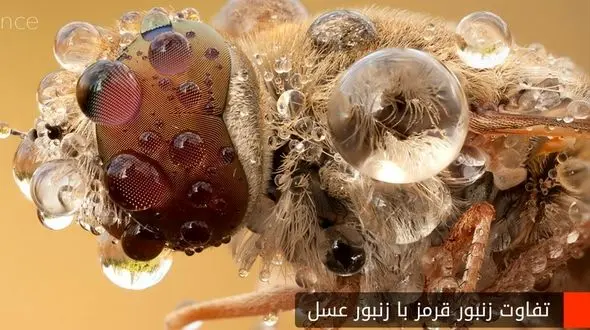 تفاوت زنبور قرمز با زنبور عسل چیست؟

