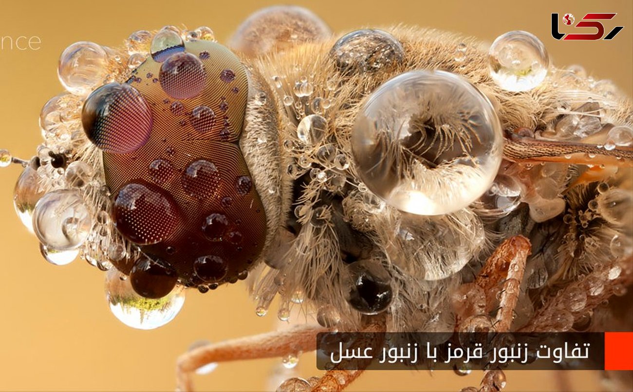 تفاوت زنبور قرمز با زنبور عسل چیست؟
