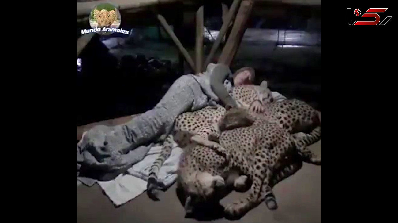 جنگلبان خوابیده بود که 2 یوزپلنگ در کنارش خوابیدند + فیلم باورنکردنی
