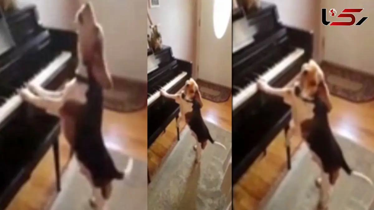 سگی باهوشی که پیانو می زند و آواز می خواند؟ + فیلم