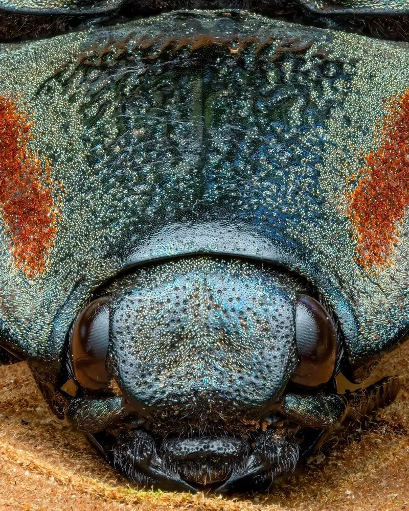 تصویر نمای نزدیک و ماکرو از سوسک بزرگ Chalcolepidius با فلس های رنگی و درخشان روی برگ های جنگل های بارانی اکوادور.