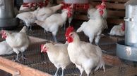 بار قاچاق مرغ زنده و لوازم خانگی به مقصد نرسید/ دستگیری چهار نفر