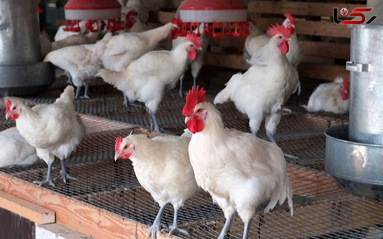 بار قاچاق مرغ زنده و لوازم خانگی به مقصد نرسید/ دستگیری چهار نفر