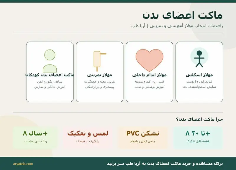 مولاژ آناتومی انسان