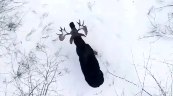 لحظه افتادن شاخ گوزن + فیلم