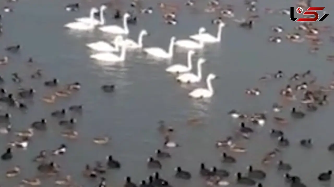 فیلم بازگشت آب به تالاب خشکیده کانی برازان مهاباد