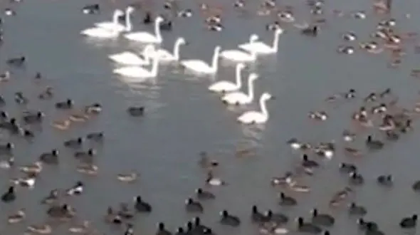 فیلم بازگشت آب به تالاب خشکیده کانی برازان مهاباد