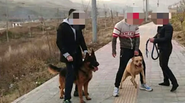 گفت و گو با صاحب سگ خطرناک لواسان / آخرین وضعیت بهار 10 ساله + فیلم و عکس