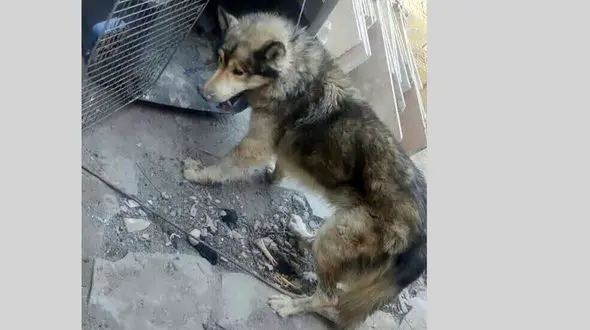 4 ساعت عملیات نفسگیر پلیسی برای زنده گیری گرگ هار در مشهد + عکس