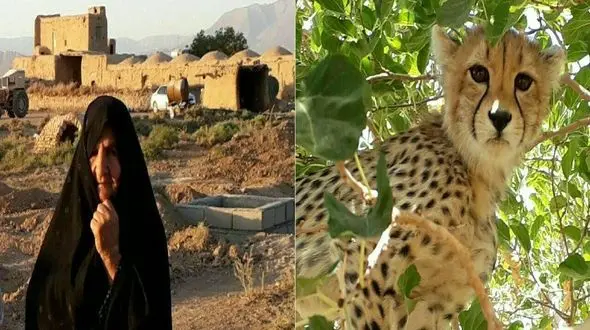 این پیرزن توله یوزپلنگ را نجات داد