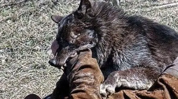 بلای وحشتناکی که گرگ سر ۲ جوان برای نجات نوزاد ۸ ماهه آورد + عکس