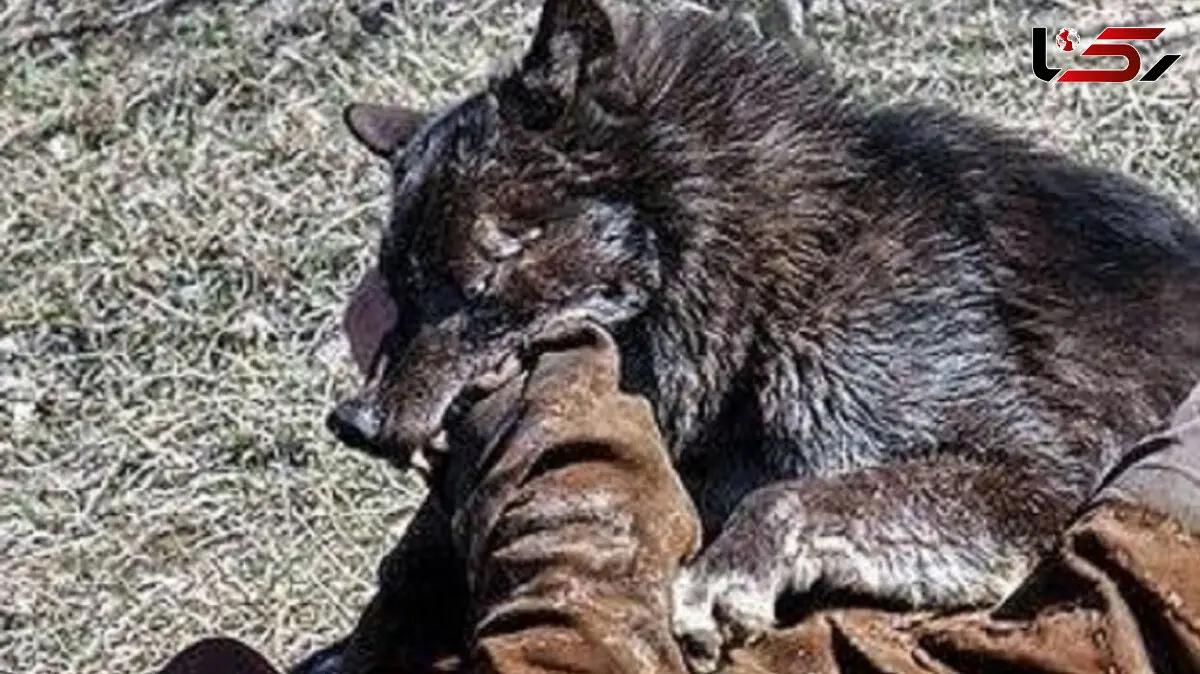 بلای وحشتناکی که گرگ سر ۲ جوان برای نجات نوزاد ۸ ماهه آورد + عکس