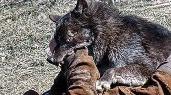 بلای وحشتناکی که گرگ سر ۲ جوان برای نجات نوزاد ۸ ماهه آورد + عکس