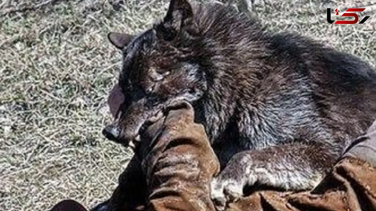 بلای وحشتناکی که گرگ سر ۲ جوان برای نجات نوزاد ۸ ماهه آورد + عکس