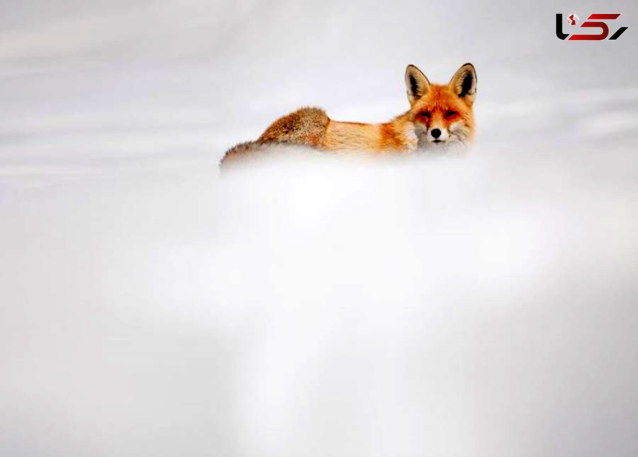شکار لحظه شگفت انگیز یک روباه قرمز در برف +عکس