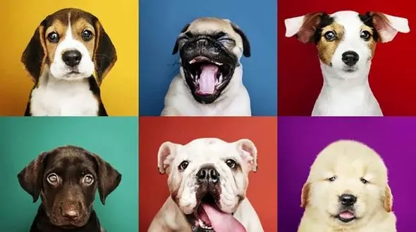 طول عمر نسبی نژادهای مختلف سگ چقدر است؟